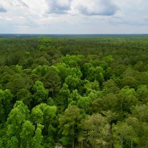 Photo #11 of SOLD property in Off Dunbar Canal Rd, Belhaven, NC 65.1 acres
