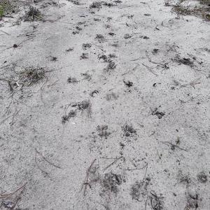 Photo #12 of SOLD property in Off Dunbar Canal Rd, Belhaven, NC 65.1 acres