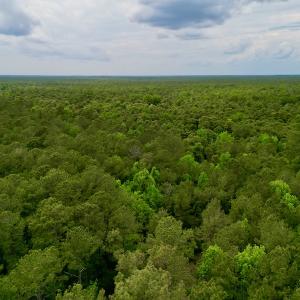 Photo #13 of SOLD property in Off Dunbar Canal Rd, Belhaven, NC 65.1 acres