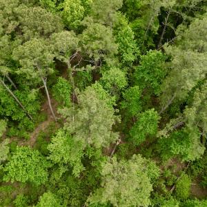 Photo #15 of SOLD property in Off Dunbar Canal Rd, Belhaven, NC 65.1 acres