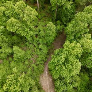Photo #16 of SOLD property in Off Dunbar Canal Rd, Belhaven, NC 65.1 acres