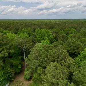 Photo #17 of SOLD property in Off Dunbar Canal Rd, Belhaven, NC 65.1 acres