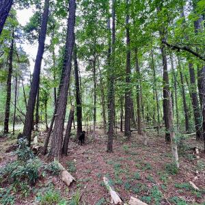 Photo #31 of SOLD property in Off Dunbar Canal Rd, Belhaven, NC 65.1 acres