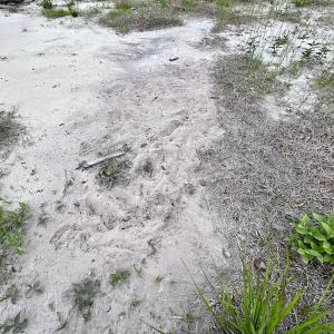Photo #35 of SOLD property in Off Dunbar Canal Rd, Belhaven, NC 65.1 acres