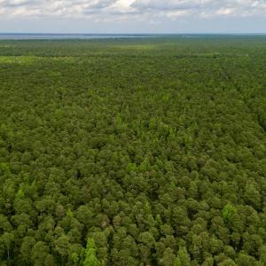 Photo #36 of SOLD property in Off Dunbar Canal Rd, Belhaven, NC 65.1 acres