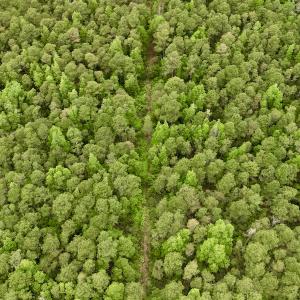 Photo #37 of SOLD property in Off Dunbar Canal Rd, Belhaven, NC 65.1 acres