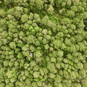 Photo #39 of SOLD property in Off Dunbar Canal Rd, Belhaven, NC 65.1 acres