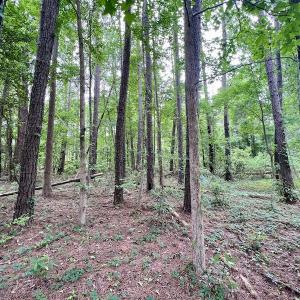 Photo #40 of SOLD property in Off Dunbar Canal Rd, Belhaven, NC 65.1 acres