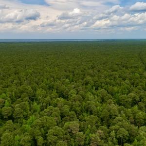 Photo #7 of SOLD property in Off Dunbar Canal Rd, Belhaven, NC 65.1 acres