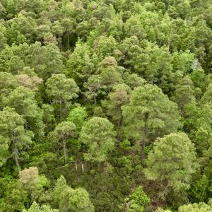 Photo #41 of SOLD property in Off Dunbar Canal Rd, Belhaven, NC 65.1 acres