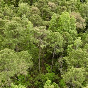 Photo #42 of SOLD property in Off Dunbar Canal Rd, Belhaven, NC 65.1 acres