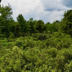 Photo #43 of SOLD property in Off Dunbar Canal Rd, Belhaven, NC 65.1 acres