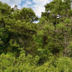 Photo #44 of SOLD property in Off Dunbar Canal Rd, Belhaven, NC 65.1 acres