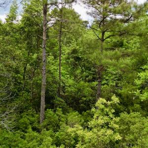 Photo #45 of SOLD property in Off Dunbar Canal Rd, Belhaven, NC 65.1 acres