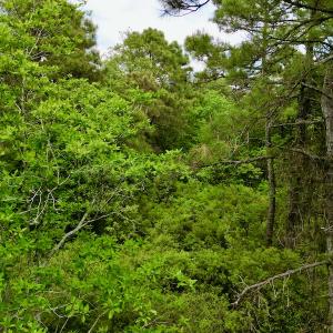 Photo #46 of SOLD property in Off Dunbar Canal Rd, Belhaven, NC 65.1 acres