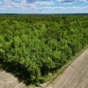 Photo #6 of Off Swan Corner Rd, Bayboro, NC 5.3 acres