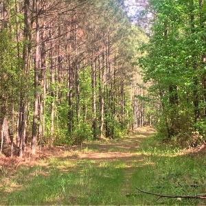 Photo #19 of Off Old Forty Rd, Waverly, VA 129.8 acres