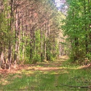 Photo #19 of SOLD property in Off Old Forty Rd, Waverly, VA 129.8 acres