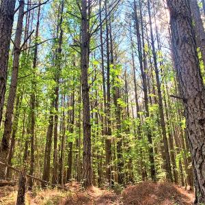 Photo #20 of Off Old Forty Rd, Waverly, VA 129.8 acres