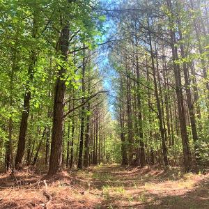 Photo #21 of SOLD property in Off Old Forty Rd, Waverly, VA 129.8 acres