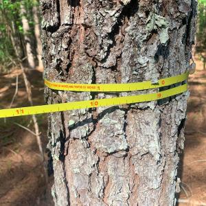 Photo #22 of Off Old Forty Rd, Waverly, VA 129.8 acres