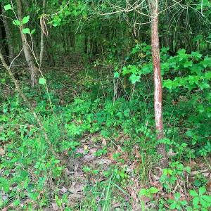 Photo #23 of Off Old Forty Rd, Waverly, VA 129.8 acres