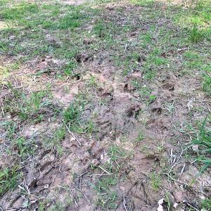 Photo #24 of Off Old Forty Rd, Waverly, VA 129.8 acres