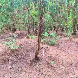 Photo #25 of Off Old Forty Rd, Waverly, VA 129.8 acres