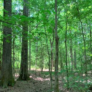 Photo #26 of SOLD property in Off Old Forty Rd, Waverly, VA 129.8 acres