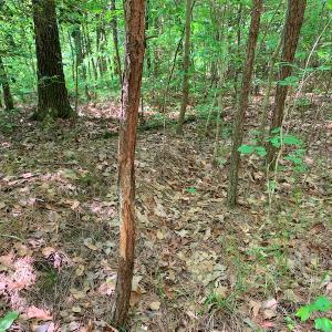 Photo #27 of Off Old Forty Rd, Waverly, VA 129.8 acres