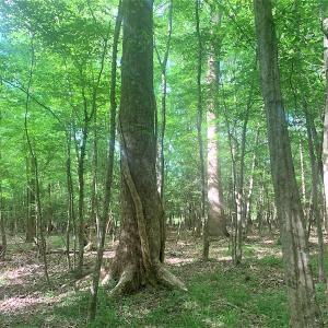 Photo #28 of Off Old Forty Rd, Waverly, VA 129.8 acres