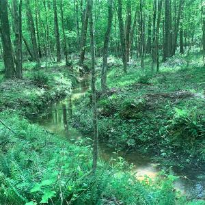 Photo #29 of Off Old Forty Rd, Waverly, VA 129.8 acres