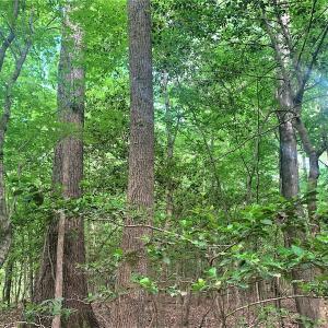 Photo #30 of Off Old Forty Rd, Waverly, VA 129.8 acres