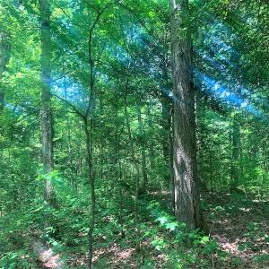 Photo #31 of Off Old Forty Rd, Waverly, VA 129.8 acres