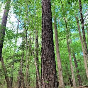 Photo #33 of Off Old Forty Rd, Waverly, VA 129.8 acres