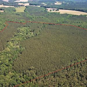 Photo #5 of Off Old Forty Rd, Waverly, VA 129.8 acres