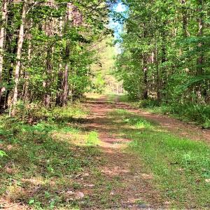 Photo #7 of SOLD property in Off Old Forty Rd, Waverly, VA 129.8 acres