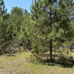 Photo #14 of Off Richland Drive, Pembroke, NC 3.3 acres