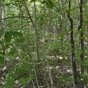 Photo #16 of Off Richland Drive, Pembroke, NC 3.3 acres