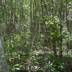 Photo #17 of Off Richland Drive, Pembroke, NC 3.3 acres