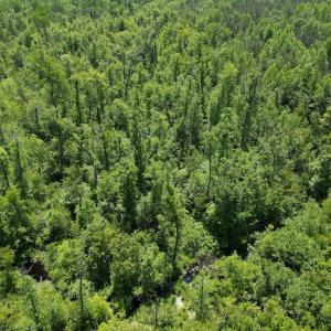 Photo #9 of Off Richland Drive, Pembroke, NC 3.3 acres
