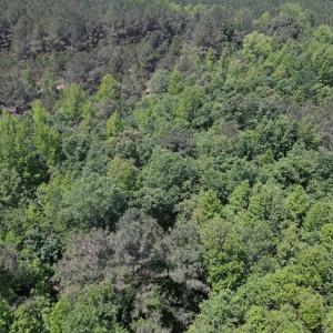 Photo #12 of Off Richland Drive, Pembroke, NC 3.5 acres