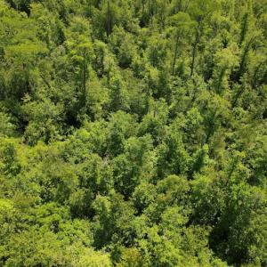 Photo #13 of Off Richland Drive, Pembroke, NC 3.5 acres