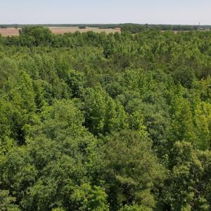 Photo #14 of Off Richland Drive, Pembroke, NC 3.5 acres