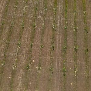 Photo #17 of SOLD property in Off Arrowhead Road, Dunn, NC 19.0 acres