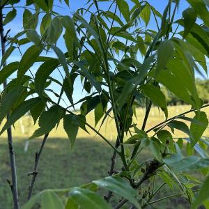 Photo #18 of SOLD property in Off Arrowhead Road, Dunn, NC 19.0 acres