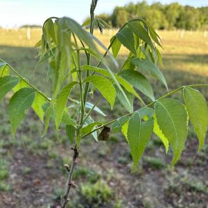 Photo #19 of SOLD property in Off Arrowhead Road, Dunn, NC 19.0 acres