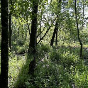 Photo #22 of SOLD property in Off Arrowhead Road, Dunn, NC 19.0 acres