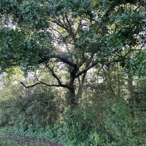 Photo #23 of SOLD property in Off Arrowhead Road, Dunn, NC 19.0 acres