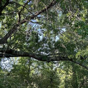 Photo #24 of SOLD property in Off Arrowhead Road, Dunn, NC 19.0 acres